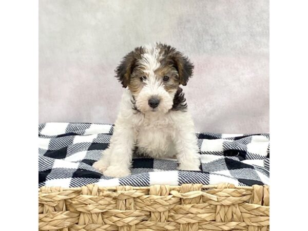 Wire Fox Terrier-DOG-Female-Black White / Tan-1839-Petland Carmel, IN