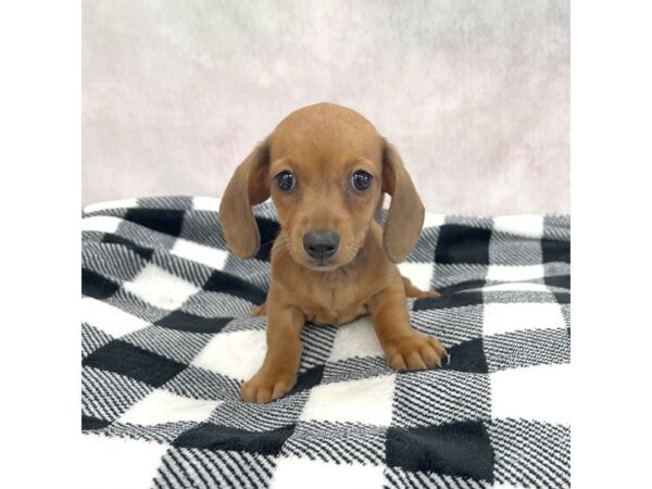 Dachshund DOG Female Brown 1880 Petland Carmel, IN