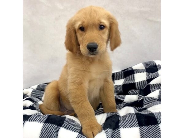 Golden Retriever DOG Male Golden 1942 Petland Carmel, IN