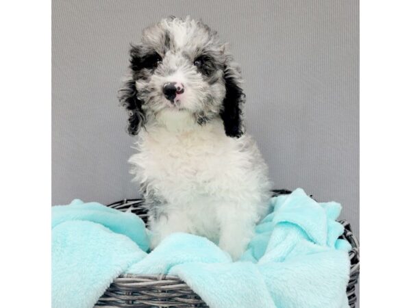 Bernadoodle Mini-DOG-Male-Blue Merle / White-1979-Petland Carmel, IN