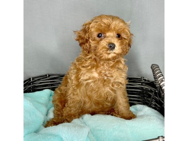 Poodle/Cavalier King Charles Spaniel-DOG-Male-Red-2050-Petland Carmel, IN