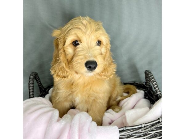 Poodle/Golden Retriever-DOG-Female-Red-2049-Petland Carmel, IN