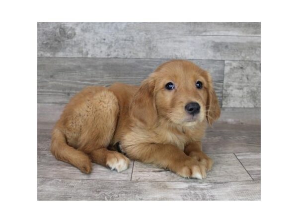 Golden Retriever DOG Female Golden 2058 Petland Carmel, IN