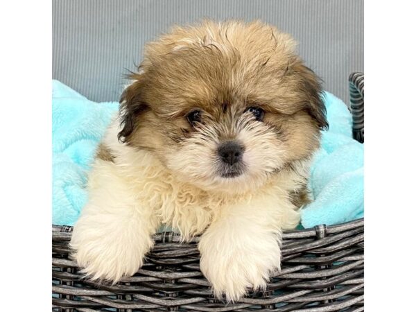 Shiranian-DOG-Male-Gold Sable-2086-Petland Carmel, IN