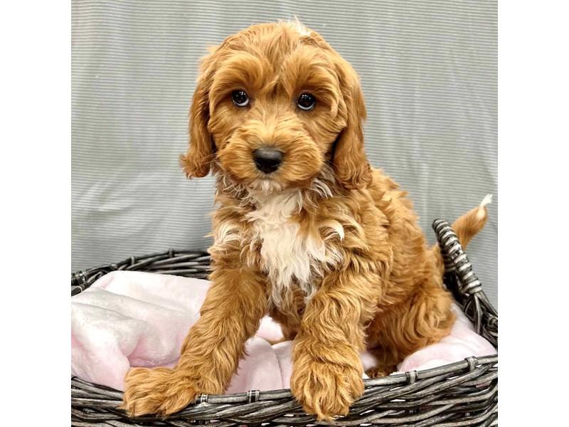 Cavapoo – Petland Carmel, IN