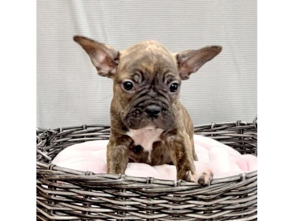 Frenchton-DOG-Female-Brindle-2127-Petland Carmel, IN