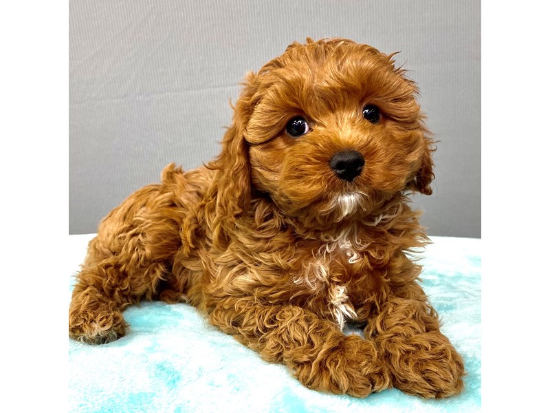 Cavapoo – Petland Carmel, IN