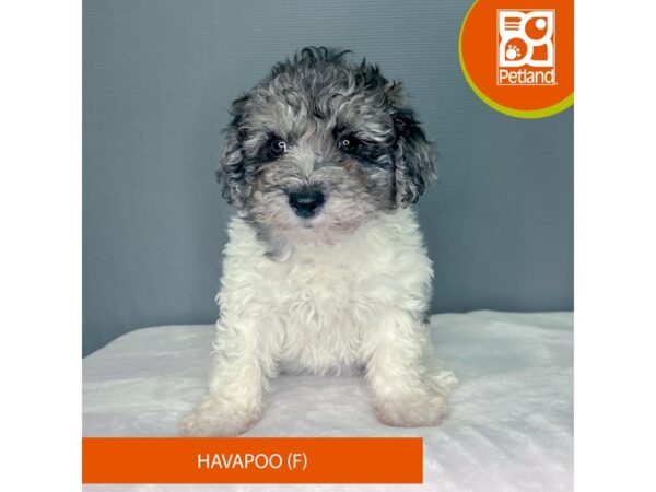 Havapoo DOG Female Blue Merle / White 2242 Petland Carmel, IN