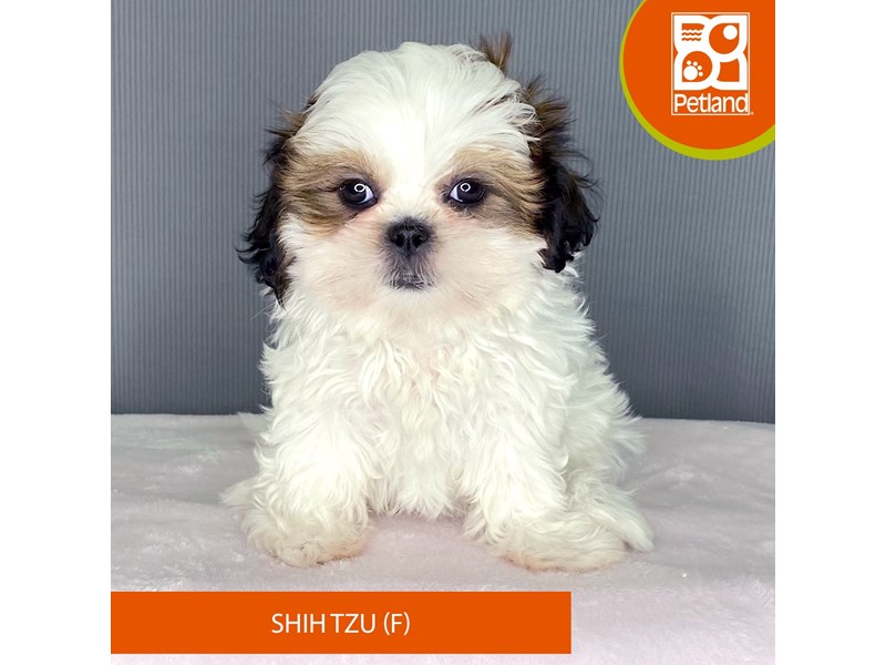Puppy Gold / White ID:212997 Located at Petland Carmel, IN Puppy Gold / White ID:212997 Located at Petland Carmel, IN