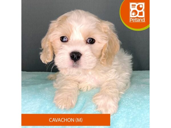 Cavachon-Dog-Male-Blenheim-2313-Petland Carmel, IN