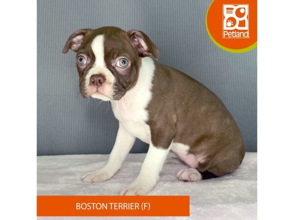 [#2306] Seal / White Female Boston Terrier Puppies For Sale
