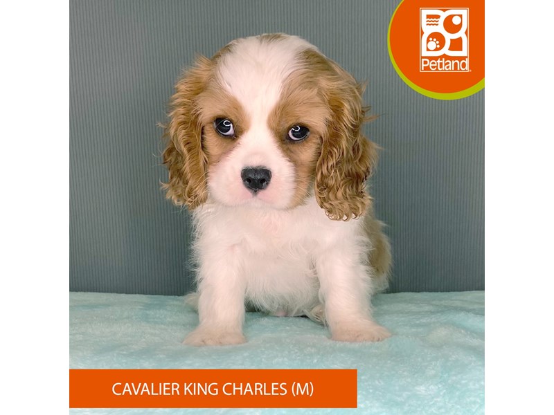 Cavalier King Charles Spaniel - 2318 Image #1