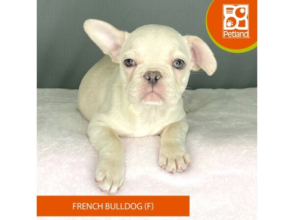 [#2312] Cream Female French Bulldog Puppies For Sale