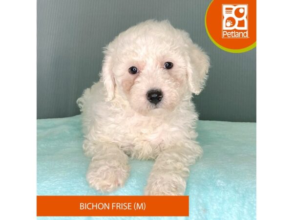 [#2326] White Male Bichon Frise Puppies For Sale