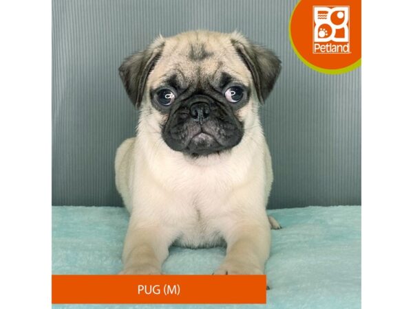 Petland Carmel, Indiana | Puppies for Sale | Pet Food & Pet Supplies Petland Carmel, Indiana | Puppies for Sale | Pet Food & Pet Supplies