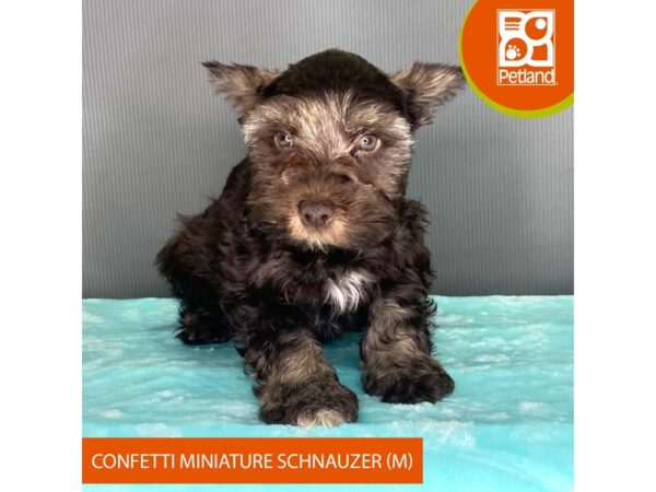 [#2341] liver Male Confetti Mini Schnauzer Puppies For Sale