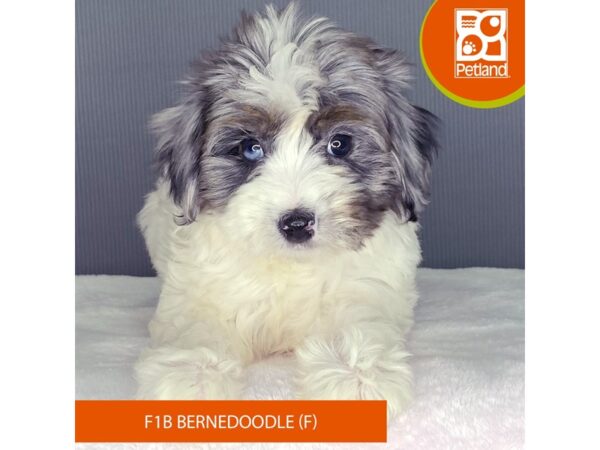 [#2339] Blue Merle / White Female Bernedoodle F1B Puppies For Sale