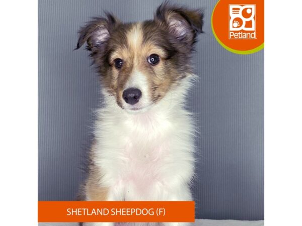 [#2337] Sable Female Shetland Sheepdog Puppies For Sale
