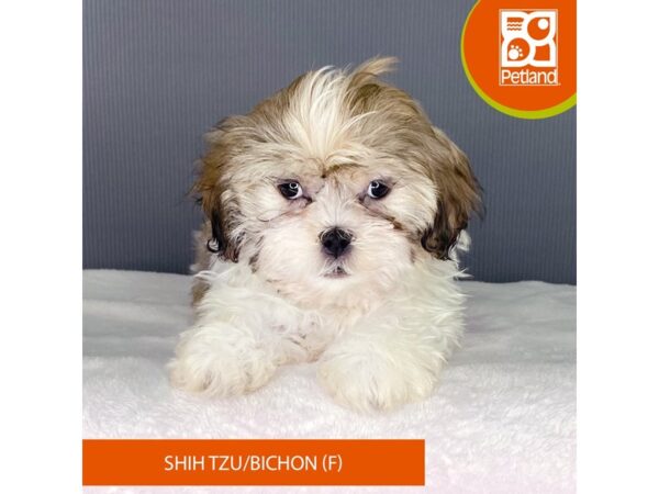 [#2334] Brown / White Female Shih Tzu/Bichon Frise Puppies For Sale