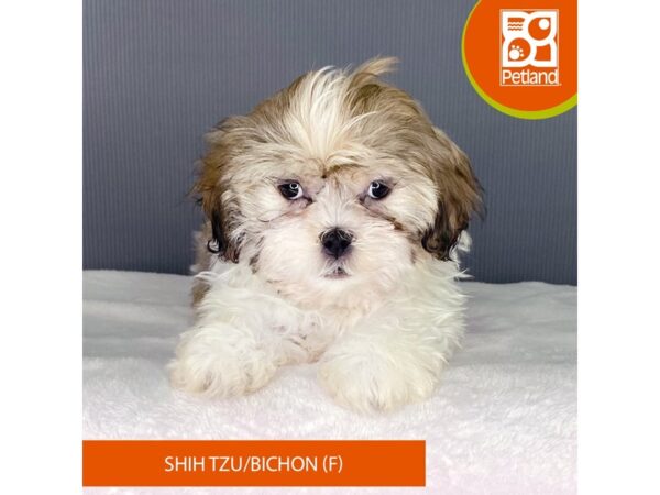 Shih Tzu/Bichon Frise-Dog-Female-Brown / White-2334-Petland Carmel, IN