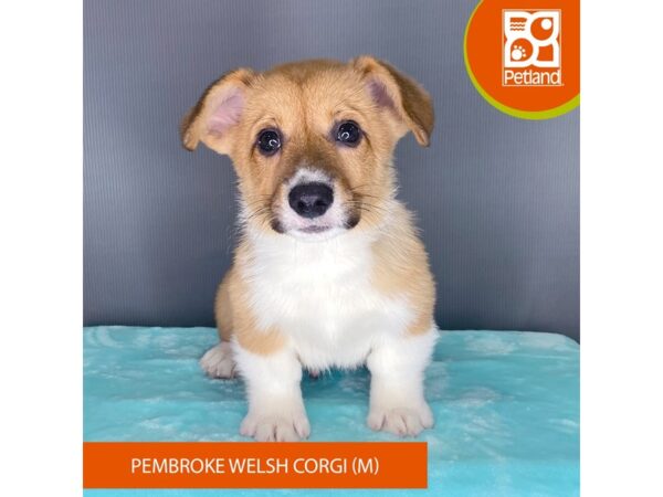 [#2333] Brown / White Male Pembroke Welsh Corgi Puppies For Sale