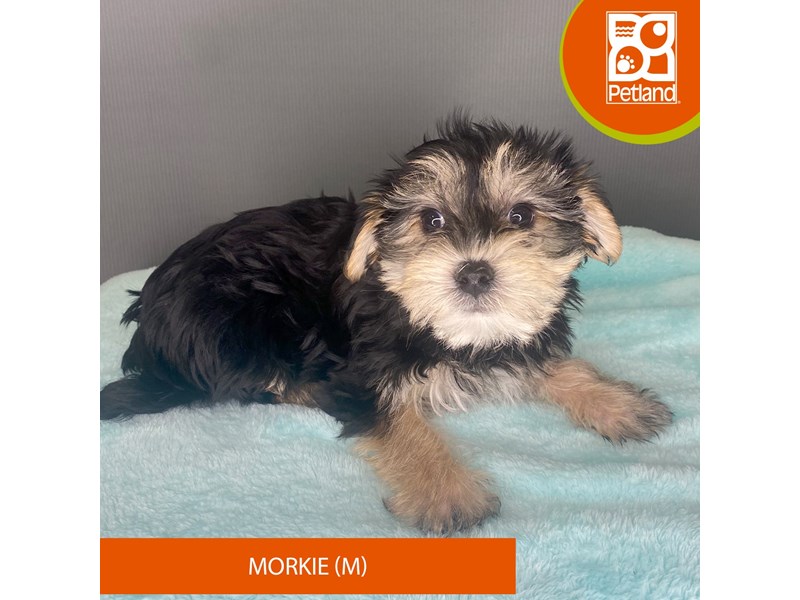 Morkie - 2361 Image #1