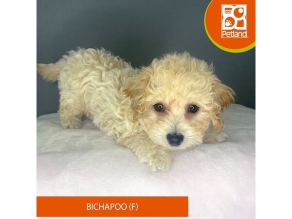 [#2344] Apricot Female Bichapoo Puppies For Sale