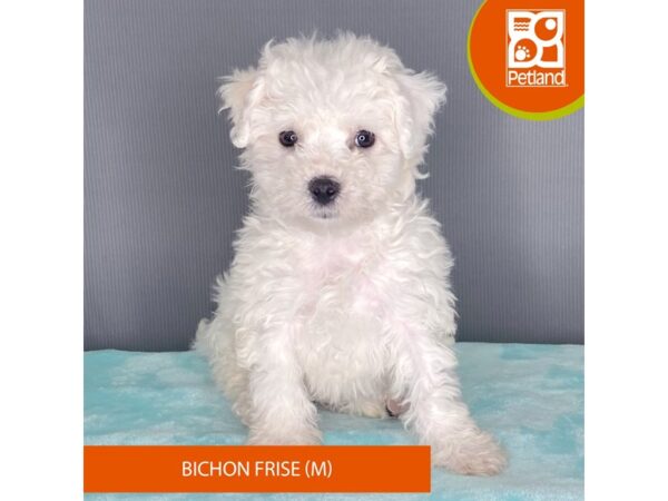 [#2363] White Male Bichon Frise Puppies For Sale