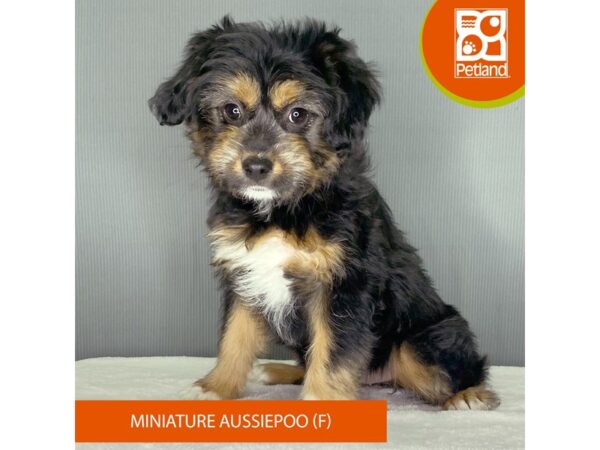 [#2367] Black White / Tan Female Poodle/Miniature Australian Shepherd Puppies For Sale