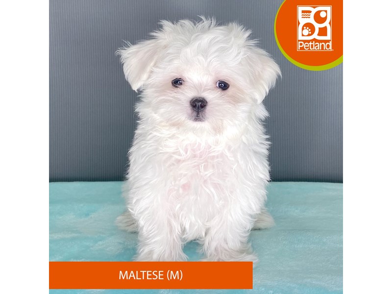 Maltese - 2366 Image #1