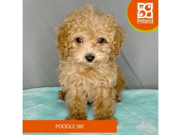 [#2381] Apricot Male Poodle Puppies For Sale