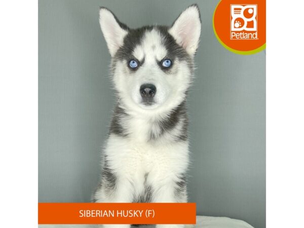 [#2379] Black / White Female Siberian Husky Puppies For Sale