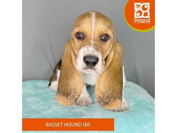 [#2375] Black Tan / White Male Basset Hound Puppies For Sale