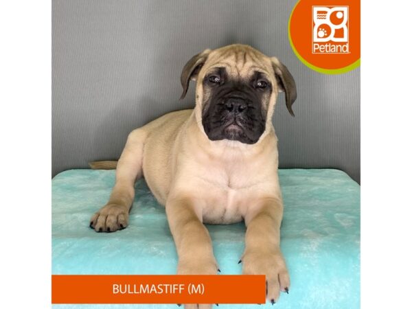 [#2398] Fawn Male Bullmastiff Puppies For Sale