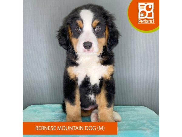 [#2397] Black Rust / White Male Bernese Mountain Dog Puppies For Sale