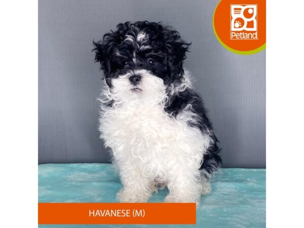 [#2394] Black / White Male Havanese Puppies For Sale