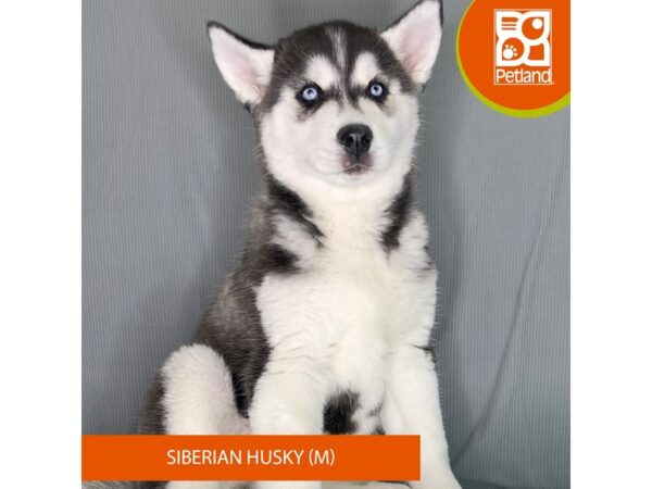[#2389] Gray / White Male Siberian Husky Puppies For Sale