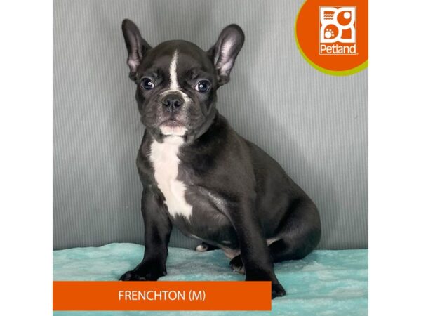 Frenchton-Dog-Male-Black-2387-Petland Carmel, IN