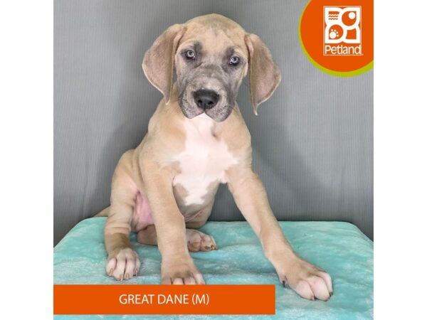 [#2386] Blue Male Great Dane Puppies For Sale