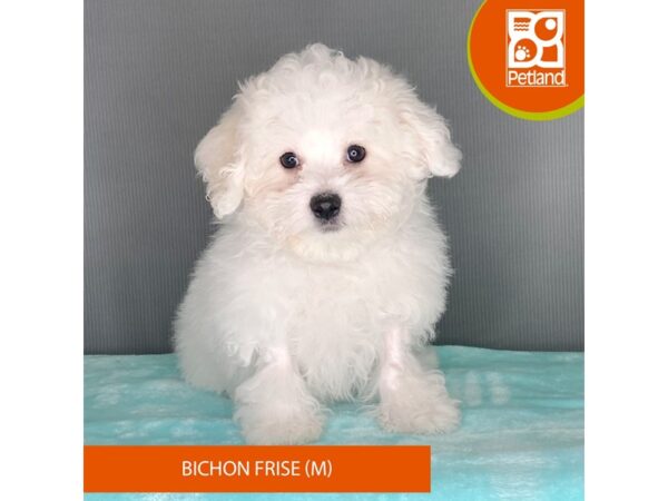 [#2343] White Male Bichon Frise Puppies For Sale