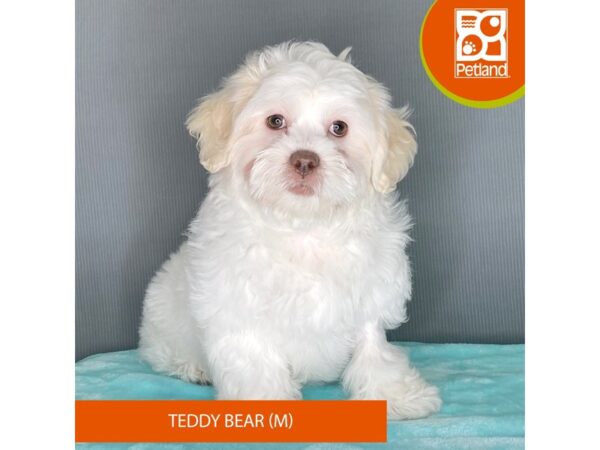 [#2346] Cream / White Male Teddy Bear Puppies For Sale