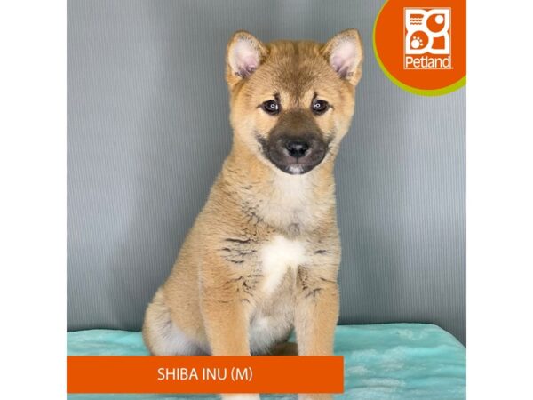 [#2380] Red Sesame Male Shiba Inu Puppies For Sale
