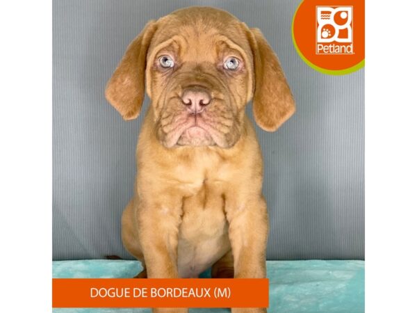 [#2385] Red Male Dogue De Bordeaux Puppies For Sale