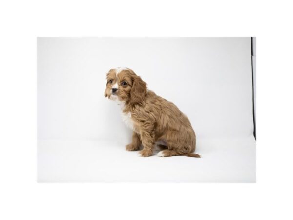 [#2403] Red / White Male Poodle/Cavalier King Charles Spaniel Puppies For Sale