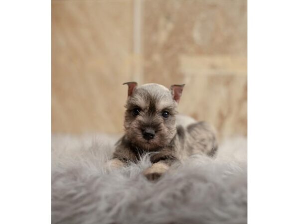 [#2405] Salt / Pepper Male Miniature Schnauzer Puppies For Sale
