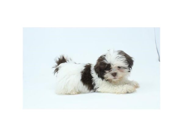 [#2406] Brown / White Male Shih Tzu Puppies For Sale