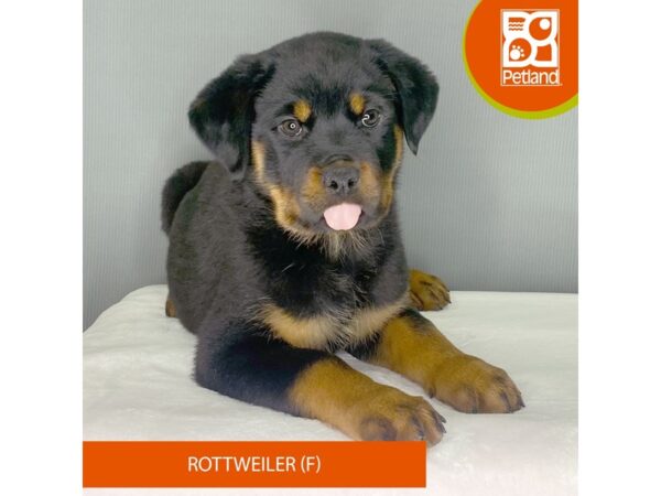 [#2407] Black / Mahogany Female Rottweiler Puppies For Sale