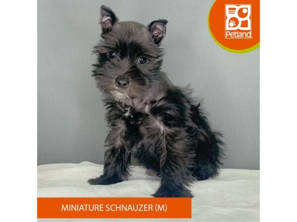 [#2405] Salt / Pepper Female Miniature Schnauzer Puppies For Sale