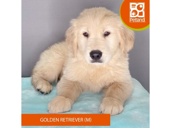 [#2404] Golden Male Golden Retriever Puppies For Sale