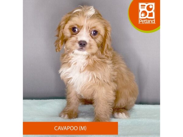 [#2403] Red / White Male Cavapoo Puppies For Sale